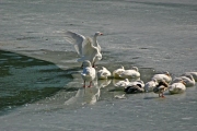 Afternoon Preening