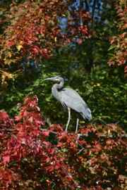 Blue Heron