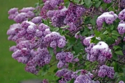 Lilacs In The Snow