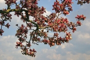 Magnoilia Tree